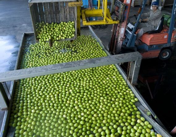 La Moraleja Limon