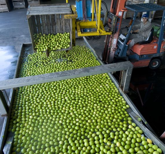 La Moraleja Limon